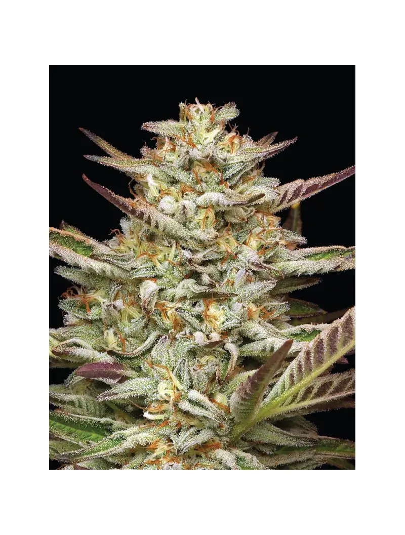 Gazzurple, Фасовка: 3, изображение 2